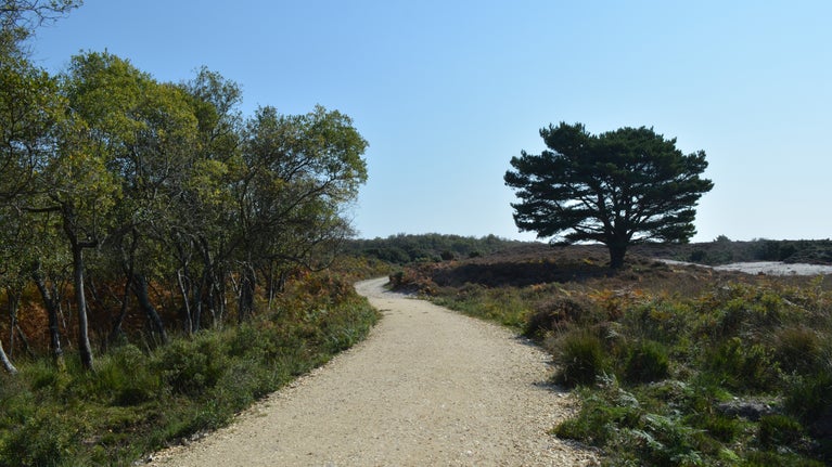 Newly surfaced track leading through sand dunes and woodland.